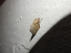 Phyllodesma suberifolia