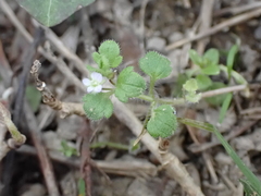 Veronica sublobata