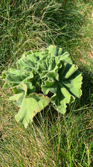 Pelargonium cucullatum