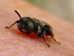 Macrotera