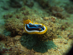 Chromodoris africana
