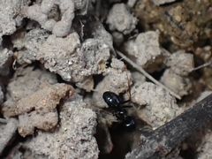 Lasius fuliginosus
