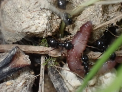 Lasius fuliginosus