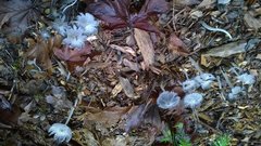 Fungi
