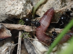 Lasius fuliginosus