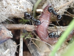 Lasius fuliginosus