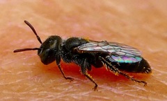 Macrotera