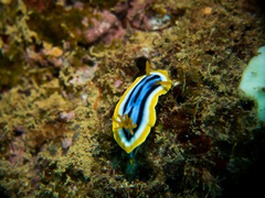 Chromodoris africana