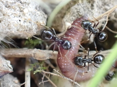 Lasius fuliginosus