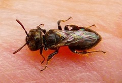 Macrotera