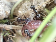 Lasius fuliginosus