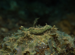 Thuridilla carlsoni