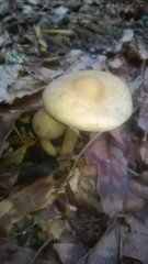 Fungi