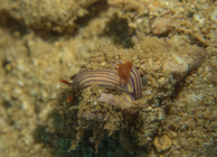 Hypselodoris whitei