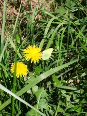 Gonepteryx cleopatra
