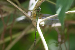 Coryphaeschna viriditas