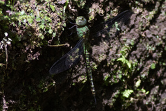 Coryphaeschna viriditas