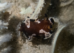 Platydoris dierythros