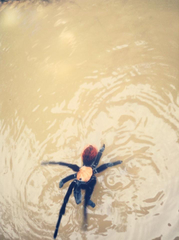 Brachypelma albiceps