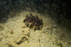 Platydoris dierythros