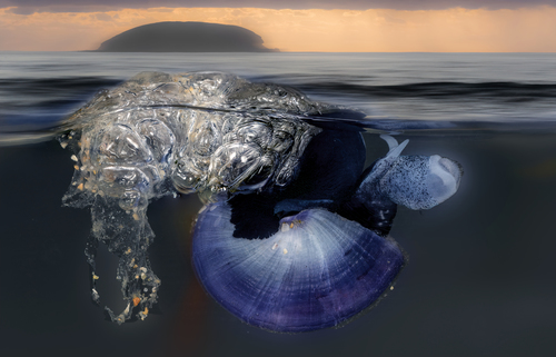 Violet Sea Snail