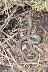 Coluber constrictor foxii
