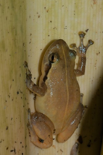 Ambatoharanana Whistling Frog