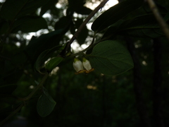 Diospyros virginiana