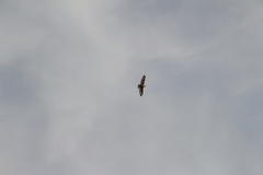 Buteo hemilasius