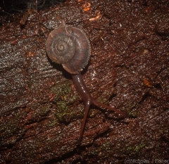 Ramogenia challengeri