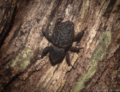 Poropterus variabilis