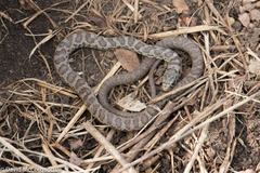 Coluber constrictor foxii
