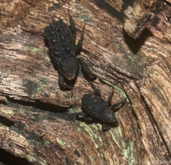 Poropterus variabilis