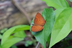 Ariadne specularia