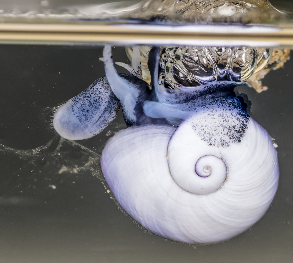 Violet Sea Snail