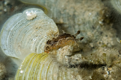 Plocamopherus