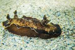 Aphelodoris gigas