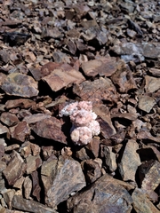 Oriastrum polymallum