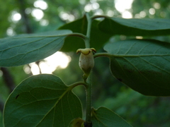 Diospyros virginiana