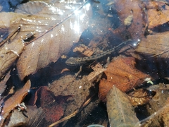 Lissotriton vulgaris