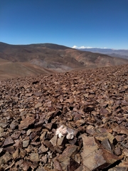 Oriastrum polymallum