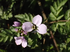Cardamine pratensis