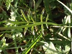 Cardamine pratensis