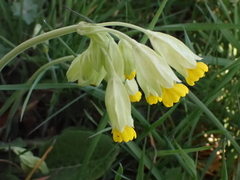 Primula veris