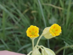 Primula veris