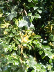 Psylla buxi