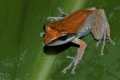 Guibemantis tornieri