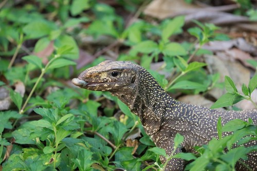 Clouded Monitor, 53 หมู่ที่ 1 Tambon Nong Pla Lai, Amphoe Mueang Saraburi, Chang Wat Saraburi 18000, Thailand, photo 8 of 10