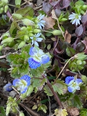 Veronica persica