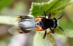 Ripiphorus